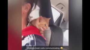 смешные случаи с животными 60