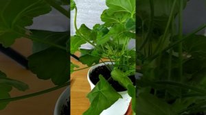 Красоточка Ю Лариса Огудалова#pelargonium #цветы #пеларгонии