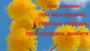Одуванчик полевой, лекарственный!
