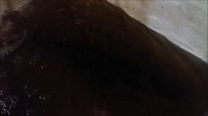 Получение личинки судака заводским способом. Нерест судака