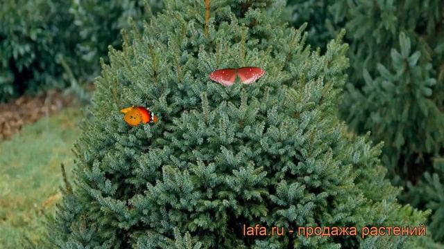 Ель сербская Нана (picea omorica nana) ? сербская ель Нана обзор: как сажать, саженцы ели Нана смотреть онлайн