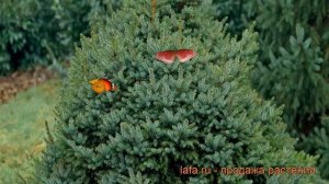 Ель сербская Нана (picea omorica nana) ? сербская ель Нана обзор: как сажать, саженцы ели Нана