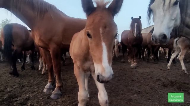 Жеребец Черный принц отличный помощник. красивые жеребята.
