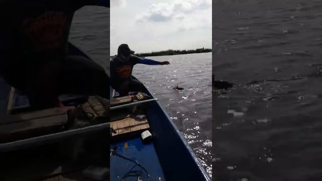GIANT SNAKEHEAD (TOMAN)