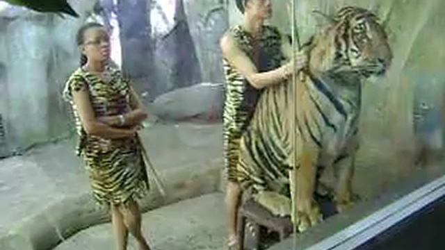 Tiger zoo -  тигровый зоопарк.AVI