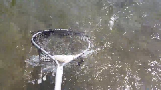 Royal PMX - Effective Mid Day Dry Fly Pattern смотреть онлайн