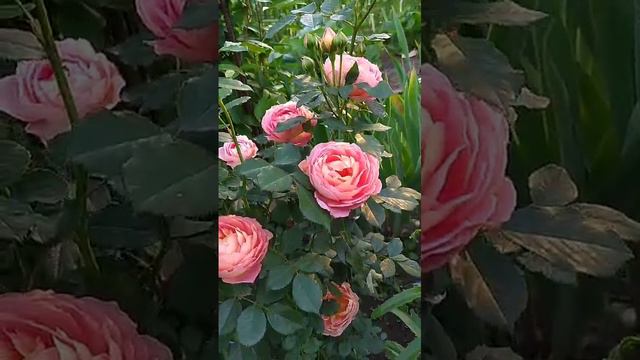 Роза от нашей подруги Марины. Что за сорт? Остинка?