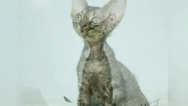 Малышка девон рекс.💖 От рождения до 3-х месяцев💖 смотреть онлайн