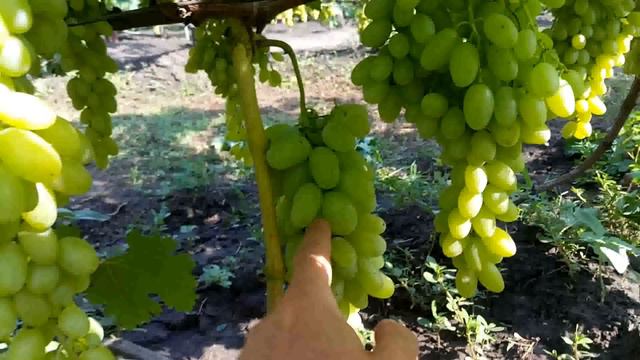 ВИНОГРАД СИЦИЛИЯ 2018