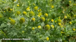 Трава топтун глисты гонит волосы от нее здоровеют веснушки выводит @natureMarusya