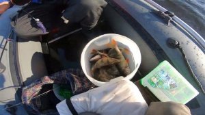 Рыбалка \ Крупный окунь на Ладоге \ осень 2020