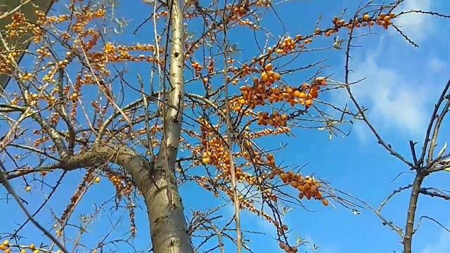 Плюсы и минусы облепихи / Зачем я посадил облепиху на участке?