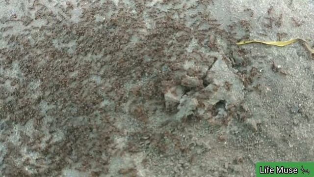 Маленькие черные муравьи на прогулке ? / little black ants for a walk ? смотреть онлайн