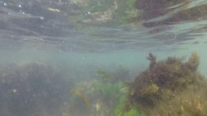 Краба так и не поймала))