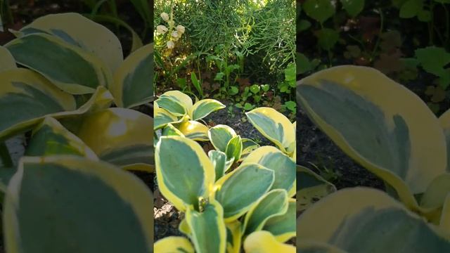 хоста Лаки Маус #хосты #цветыворонеж #хостымыши #питомникхост #хостомания смотреть онлайн