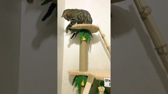 Когтеточка для кошек!Лучшая, оригинальная, может стать вашей!