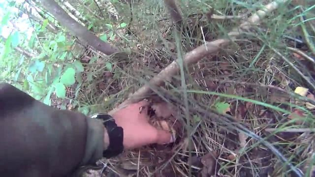 В лес за грибами, если рыба не клюёт 22 07 2015