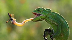 Хамелеон. самый скиловый персонаж в природе