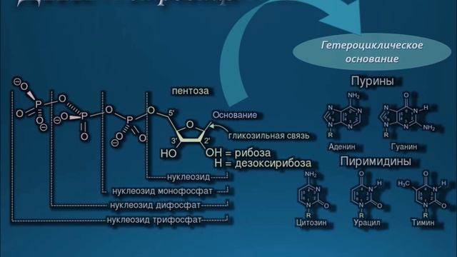 белок - основа жизни смотреть онлайн