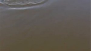 Ловля жереха на Ахтубе