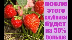 ЧЕМ ПОДКОРМИТЬ КЛУБНИКУ ВЕСНОЙ . ОБЗОР НАТУРАЛЬНЫХ УДОБРЕНИЙ ДЛЯ ВЕСЕННЕЙ ПОДКОРМКИ КЛУБНИКИ