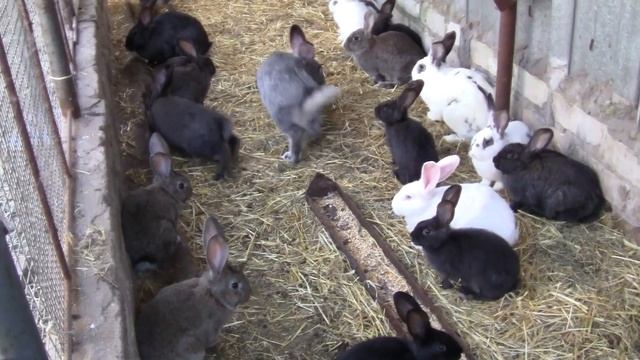 Внимание ! Едем в гости к дяди Паши ! смотреть онлайн