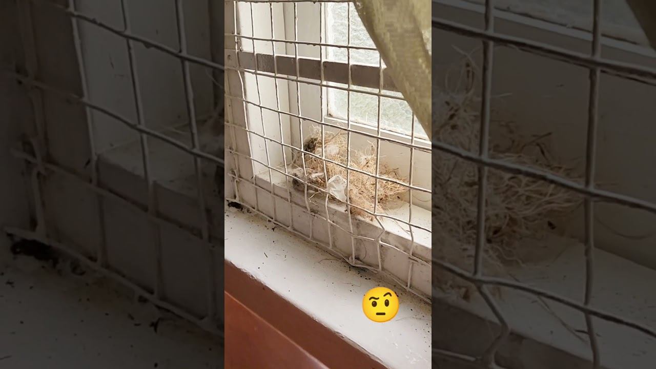 Сняли дом с непрошенными гостями! смотреть онлайн