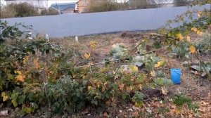 ✅🌸 Обрезка ежевики осенью