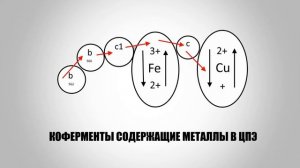 #6_Биологическое окисление