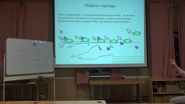 Биологическая спираль. Молекулярная Биология. Миропольская Наталия. семинар 7 смотреть онлайн