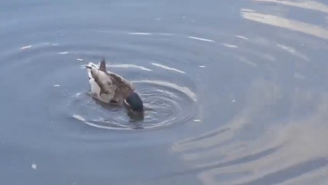 Брачное поведение крякв.  Часть 2