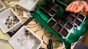 Сеянцы адениумов и балконных огурцов!😎