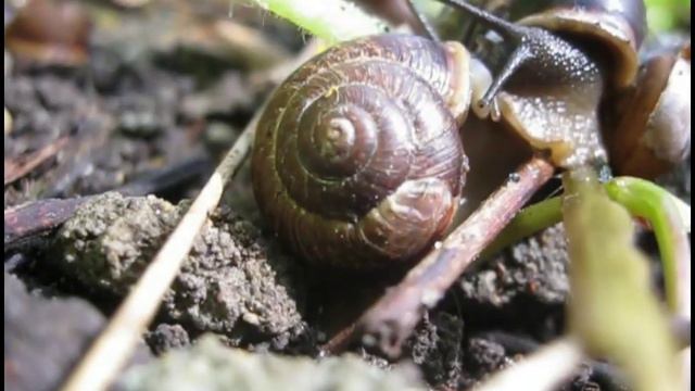 Arianta arbustorum maturing смотреть онлайн