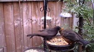 Male Blackbird feeding a fledgling