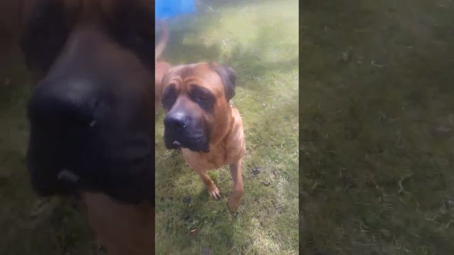 Тоса Ину. Реакция на игрушку. смотреть онлайн