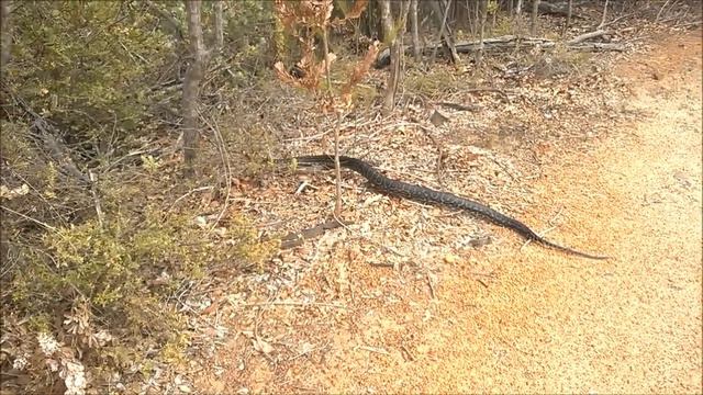 Carpet Python - John Forrest National Park
