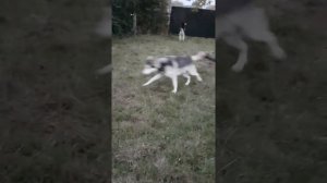 Northern inuit dogs direwolves