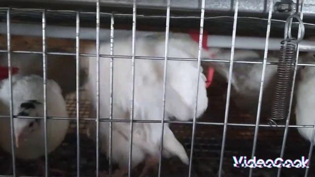 Кальций для бройлера. Самый дешевый вариант #кальцийдлябройлера #бройлер #курынесушки #курымолодки