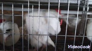 Кальций для бройлера. Самый дешевый вариант #кальцийдлябройлера #бройлер #курынесушки #курымолодки