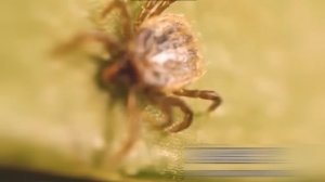 Средство от клещей 100% погибают мгновенно !!!