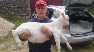 ЛПХ  Мои зааненские козы