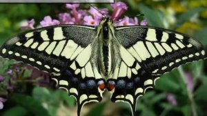 Интересные факты о насекомых ✿ Сообщение о насекомом бабочке