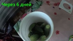 Как сохранить огурцы свежими подольше без холодильника. ПРОВЕРКА ЛАЙФХАКА.