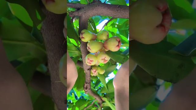 Enjoy beautiful nature with rural life # 357 смотреть онлайн