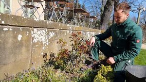 Rosen schneiden - Tipps aus dem Liebermann-Garten - #1