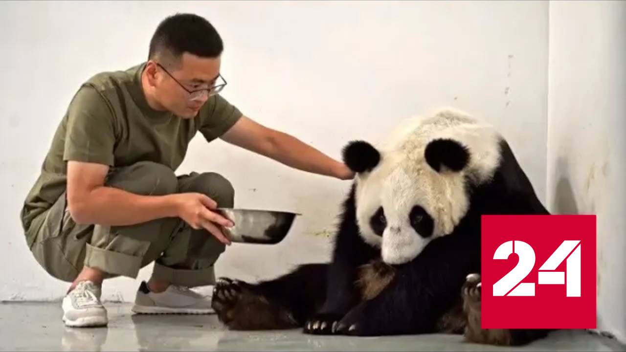 Новости. Московский зоопарк показал, как панда Диндин заботится о своем малыше - Россия 24 _