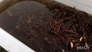 Спаржа на своем участке. Посадка спаржи.Asparagus.