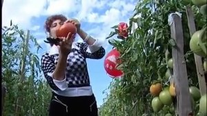 МИНУСИНСКИЙ ПОМИДОР