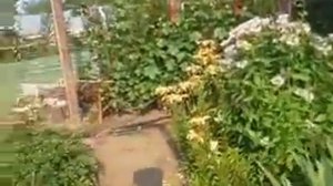 Лилии кудреватая и кустовая?