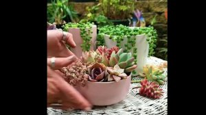 KOREAN SUCCULENTS COMPILATION